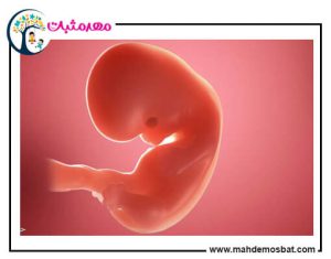 وضعیت جنین در هفته هشتم بارداری